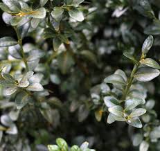 Attēlu rezultāti vaicājumam “Buxus sempervirens”