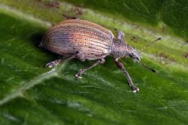 Attēlu rezultāti vaicājumam “Polydrusus mollis”