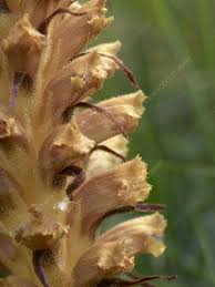 Attēlu rezultāti vaicājumam “Orobanche elatior flower”