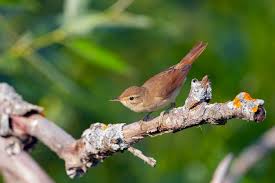 Attēlu rezultāti vaicājumam “Acrocephalus dumetorum”