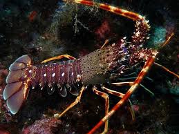 Image result for Palinurus elephas