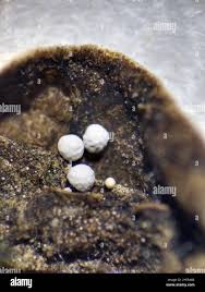 Attēlu rezultāti vaicājumam “Didymium spongiosum spores”