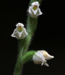Attēlu rezultāti vaicājumam “Goodyera repens bud”