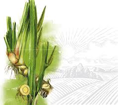 Image result for Acorus calamus