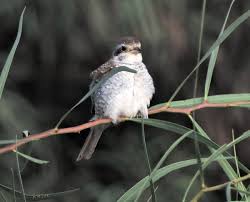 Attēlu rezultāti vaicājumam “Lanius collurio juvenile”