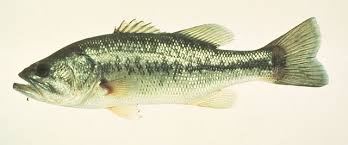Image result for Micropterus salmoides