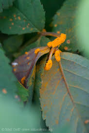 Attēlu rezultāti vaicājumam “Phragmidium sp.”