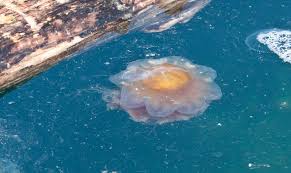 Image result for Phacellophora camtschatica