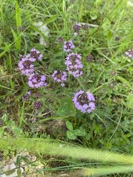 Attēlu rezultāti vaicājumam “Bayeriola thymicola”
