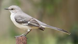 Image result for Mimus polyglottos