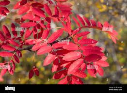 Attēlu rezultāti vaicājumam “Sorbus aucuparia leaf”
