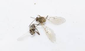 Attēlu rezultāti vaicājumam “Andricus quercuscorticis”