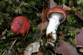 Attēlu rezultāti vaicājumam “Gomphidius roseus”