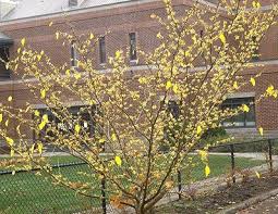 Attēlu rezultāti vaicājumam “Hamamelis virginiana”