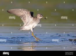 Attēlu rezultāti vaicājumam “Tringa glareola adult”