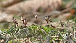 Attēlu rezultāti vaicājumam “Buxbaumia viridis”