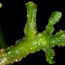 Attēlu rezultāti vaicājumam “Aneura pinguis”