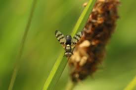 Attēlu rezultāti vaicājumam “Urophora jaceana”