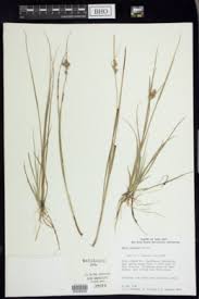 Attēlu rezultāti vaicājumam “Carex viridula”