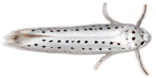 Attēlu rezultāti vaicājumam “Yponomeuta evonymella”