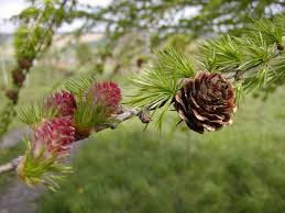 Attēlu rezultāti vaicājumam “Larix kaempferi fruit”