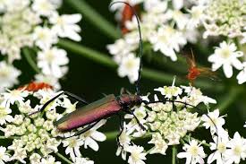 Attēlu rezultāti vaicājumam “Aromia moschata”
