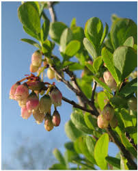 Attēlu rezultāti vaicājumam “Vaccinium uliginosum flower”