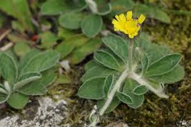 Attēlu rezultāti vaicājumam “Pilosella officinarum leaf”
