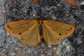 Attēlu rezultāti vaicājumam “Setina irrorella”