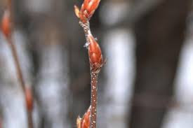 Attēlu rezultāti vaicājumam “Carpinus betulus female flower”