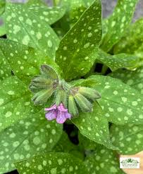 Attēlu rezultāti vaicājumam “Pulmonaria saccharata leaf”
