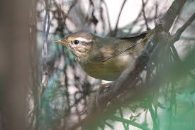 Image result for Phylloscopus schwarzi