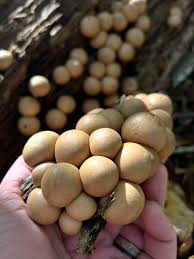 Attēlu rezultāti vaicājumam “Pyrola rotundifolia fruit”