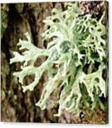 Attēlu rezultāti vaicājumam “Hypogymnia physodes”