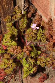 Attēlu rezultāti vaicājumam “Geranium robertianum leaf”