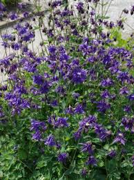 Image result for Akelei