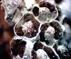 Attēlu rezultāti vaicājumam “Diderma globosum”