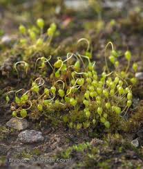 Attēlu rezultāti vaicājumam “Physcomitrium pyriforme”