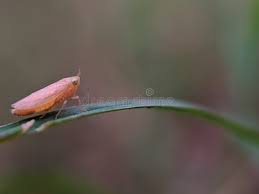 Attēlu rezultāti vaicājumam “Cicadella viridis female”
