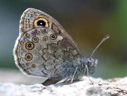 Attēlu rezultāti vaicājumam “Lasiommata petropolitana”