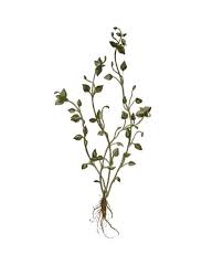 Attēlu rezultāti vaicājumam “Stellaria media bud”