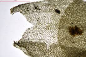 Attēlu rezultāti vaicājumam “Jungermannia sphaerocarpa sporophyte”