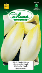 Image result for Zichorie