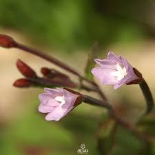 Attēlu rezultāti vaicājumam “Epilobium montanum”