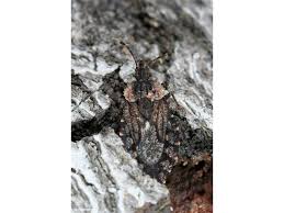 Attēlu rezultāti vaicājumam “Aradus betulae”