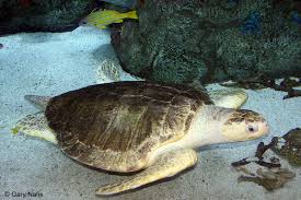 Image result for Lepidochelys olivacea
