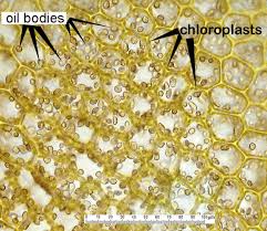 Attēlu rezultāti vaicājumam “Barbilophozia lycopodioides”