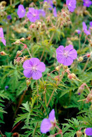 Attēlu rezultāti vaicājumam “Geranium pratense leaf”