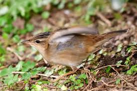 Image result for Locustella certhiola