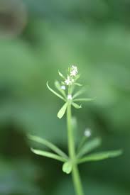 Attēlu rezultāti vaicājumam “Galium aparine”